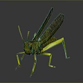 Detailed 3D Rendered Grasshopper With Yellow Green Body And Shiny Wings On Dark Background