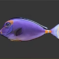 Vibrant Purple Tropical Fish With Blue Edges Orange Spots And White Tail On Gray Background