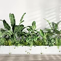 Potted Plants With Various Green Leaves Ferns In White Long Planter On Wooden Floor