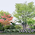 Flower Beds and Flower Pots with Colorful Garden Flowers and Lush Green Plants