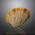 Orange and Brown Striped Clam Shell on Black Background with Reflection 3d model
