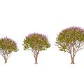 Blooming Arbor With Purple Flowers Lush Green Leaves And Brown Trunks