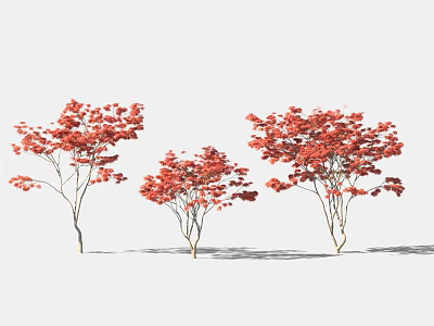 Three Vibrant Trees With Red Leaves Against White Background And Shadows 3d model