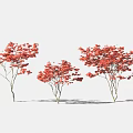 Three Vibrant Trees With Red Leaves Against White Background And Shadows