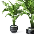 Green Palm Leaf Potted Plants In Black Striped Ceramic Pots For Home Decor