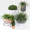 Various Bonsai and Potted Plants with Copper Marble Black Pots and Metal Stands