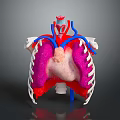 Human Anatomy Medical Device Model with Heart Lungs and Vascular Structures