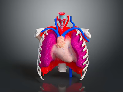 Human Anatomy Medical Device Model with Heart Lungs and Vascular Structures 3d model