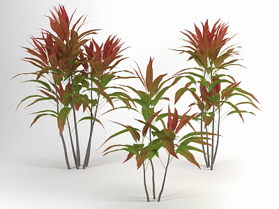 Indoor Plants with Red and Green Leaves and Slender Stems in White Background 3d model