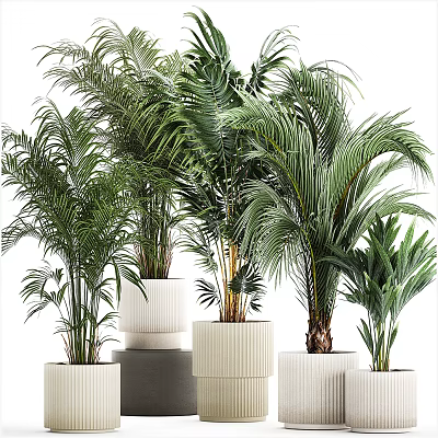 Various Lush Green Potted Plants With Tropical Leaves In Decorative White Planters 3d model