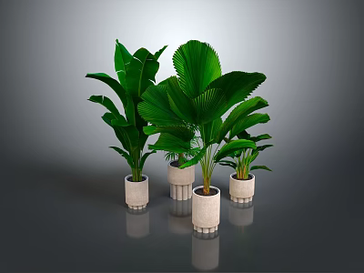 Large Green Leaf Plants In White Pots Arranged On Dark Surface 3d model