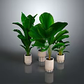 Large Green Leaf Plants In White Pots Arranged On Dark Surface 3d model