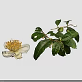 Fresh Green Plant with Lush Leaves White Flowers and Tiny Fruits on Black Background
