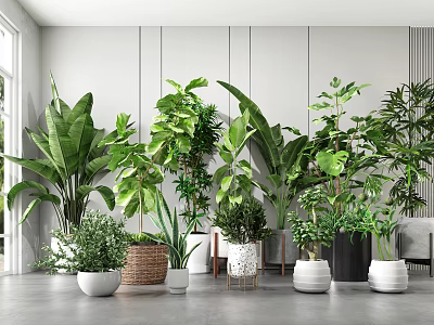 Bonsai Potted Plants For Indoor Home Decor With Various Green Leafy Plants And Stylish Planters 3d model