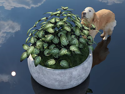 Variegated Leaves Plant in Gray Round Concrete Pot with Golden Retriever near Water Cloud Reflection 3d model
