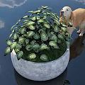 Variegated Leaves Plant in Gray Round Concrete Pot with Golden Retriever near Water Cloud Reflection