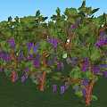 Vine With Green Leaves And Purple Grapes In Grass Field Under Blue Sky