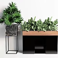 Green Leafy Bonsai Potted Plants In Marble And Wooden Planters With Metal Stand