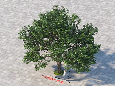 Tall Arbor With Lush Green Foliage And Person Standing Under On Paved Ground 3d model