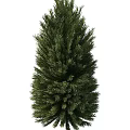 pine tree 3d model