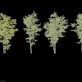 Tall Green Leafy Trees With Straight Trunks And Human Figure For Scale 3d model