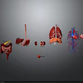 Human Internal Organs Anatomical Display With 3D Rendering Of Stomach Liver Kidneys Lungs And Heart
