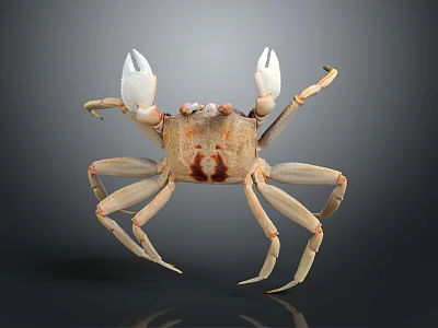 Aquatic Brown Crab with White Claws Brown Shell and Long Legs 3d model