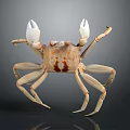 Aquatic Brown Crab with White Claws Brown Shell and Long Legs 3d model