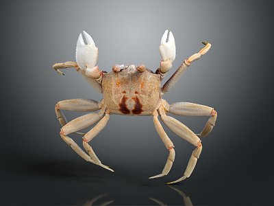 Modern Crab Sea Crab River Crab Hairy Crab 3d model