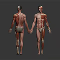 3D Rendered Male Torso Models Showing Head Organs Muscle Anatomy Front Back