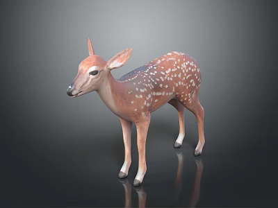 Realistic 3D Fawn Model Standing With Brown And White Spots On Black Background With Reflection 3d model