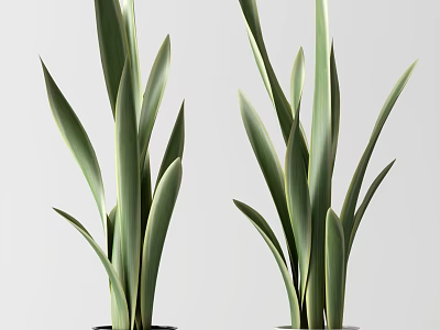 Two Bonsai Potted Plants With Slender Green Upright Growing Leaves On Light Background 3d model
