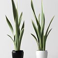 Two Bonsai Potted Plants With Slender Green Upright Growing Leaves On Light Background