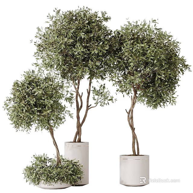 Three Bonsai Plants With Twisted Trunks And Lush Green Leaves In White Cylindrical Pots 3d model 