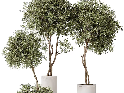 Three Bonsai Plants With Twisted Trunks And Lush Green Leaves In White Cylindrical Pots 3d model