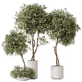 Three Bonsai Plants With Twisted Trunks And Lush Green Leaves In White Cylindrical Pots