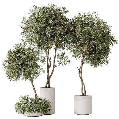 Three Bonsai Plants With Twisted Trunks And Lush Green Leaves In White Cylindrical Pots 3d model