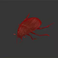 Close Up Detailed Dark Beetle With Shiny Exoskeleton Red Legs And Antennae