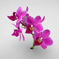 Vibrant Purple Orchid Flowers With Pink Petals And Green Stem On White Background