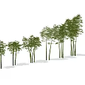 Row of Bamboo Plants with Various Heights and Lush Green Leaves