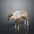 Realistic Reindeer Sculpture With Large Antlers Brown White Fur Standing On Reflective Surface