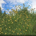 Blooming Yellow Flowers With Green Stems In Natural Garden Under Blue Sky And White Clouds