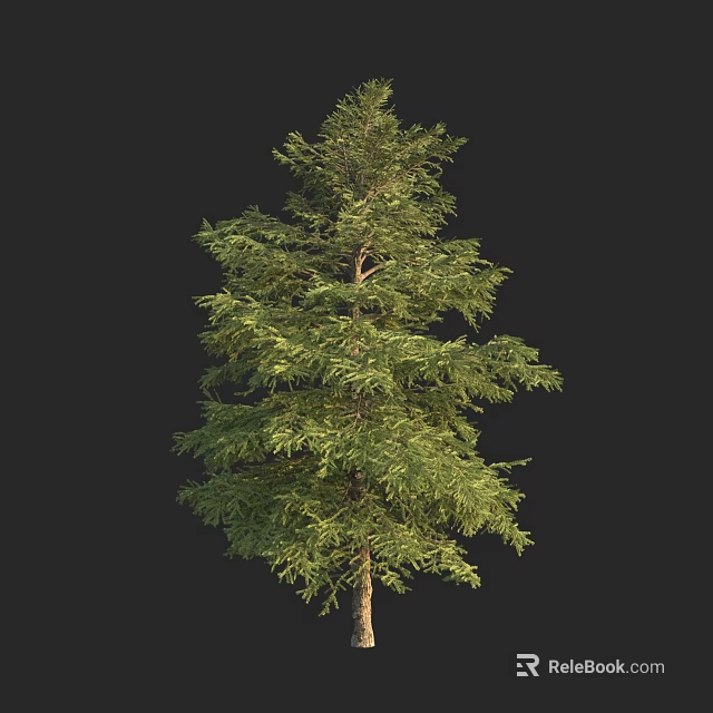 Tall Evergreen Arbor With Lush Green Foliage And Straight Trunk 3d model 