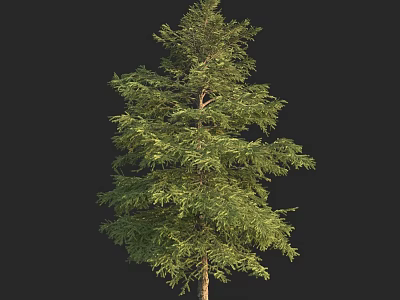 Tall Evergreen Arbor With Lush Green Foliage And Straight Trunk 3d model