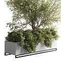 Lush Green Bonsai Potted Plant With Dense Foliage And Natural Ground Cover