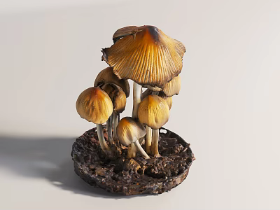 Modern Fungus Mushrooms 3d model Modern Fungus Mushrooms 3d model
