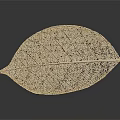 Natural Dried Plant Leaf Featuring Many Small Holes On Dark Background