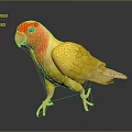 Yellow Parrot With Red Head And White Wings Standing On Smooth Surface Dark Background 3d model