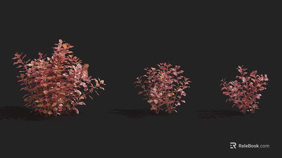 Three Lush Pink Shrubs with Vibrant Foliage Displayed on Black Background 3d model 