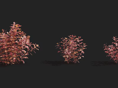 Three Lush Pink Shrubs with Vibrant Foliage Displayed on Black Background 3d model